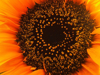 Close-up of sunflower