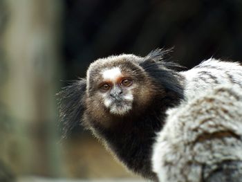 Close-up portrait of cute outdoors monkey 