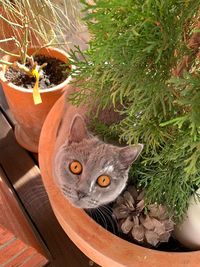 Portrait of cat in a pot