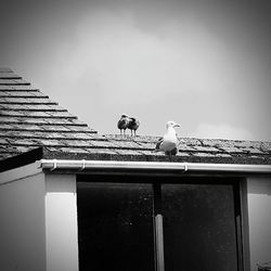 Low angle view of birds perching on roof