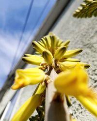 Close-up of yellow flowers blooming outdoors