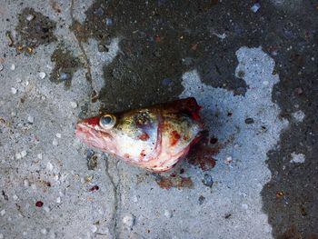 High angle view of dead fish on road