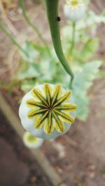 Close-up of flower against blurred background