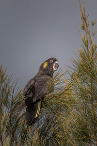 Low angle view of eagle perching on tree against sky