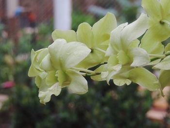 Close-up of plant