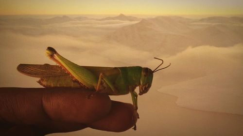 Lizard on desert against sky