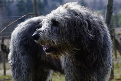 Close-up of dog