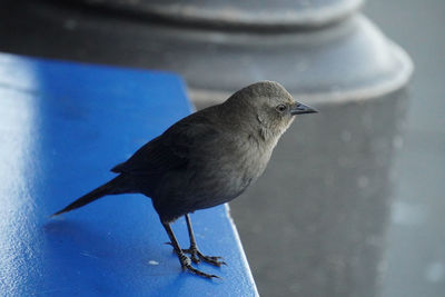 Close-up of bird perching