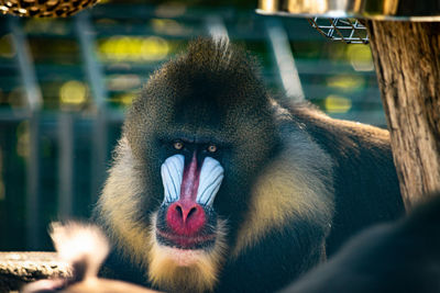 Portrait of monkey in zoo