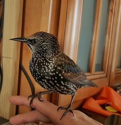 Close-up of spotted starling perching on finger