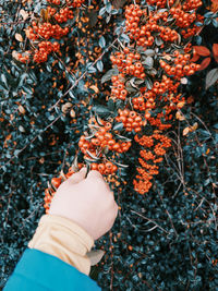 Kid touching the berries in forest while walking...