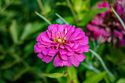 Close-up of pink flowering plant