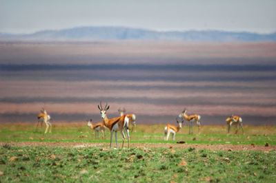 Side view of deer on landscape