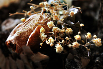 Close-up of flowers