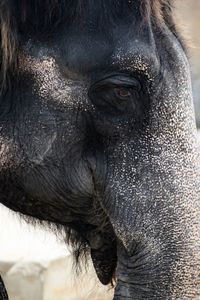 Close-up of elephant