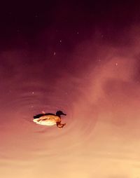 Bird swimming in lake