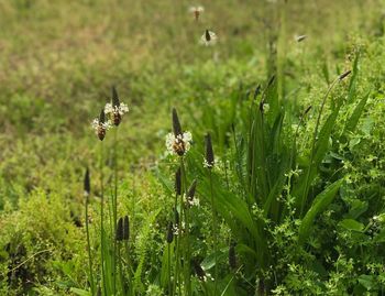 Bee flying in a field