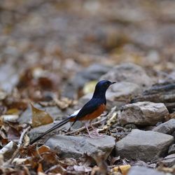 Bird perching on rock