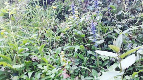 Close-up of plants growing on field