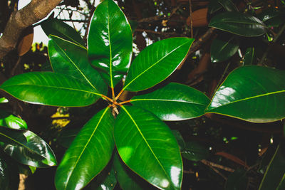 Close-up of fresh green plant