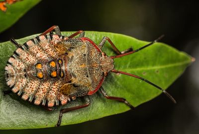 Shield bug on leaf