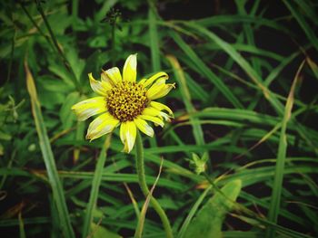 Close-up of yellow flower blooming outdoors