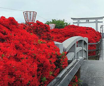 Red flowering plants by railing