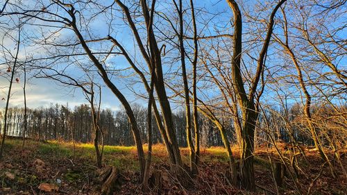 Bare trees on field against sky