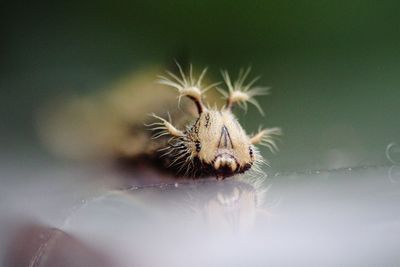 Close-up of caterpillar 