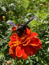 Close-up of butterfly on flower