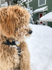 Dog in snow