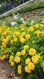 Close-up of yellow flowers