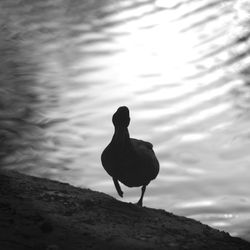Duck standing by lake