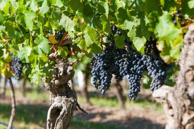 Grapes growing in vineyard