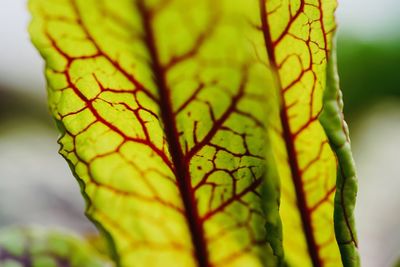 Close-up of leaf