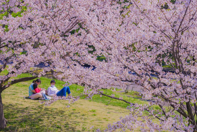 Low angle view of pink cherry blossom tree