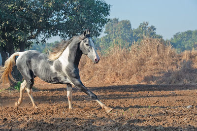 marwari colt