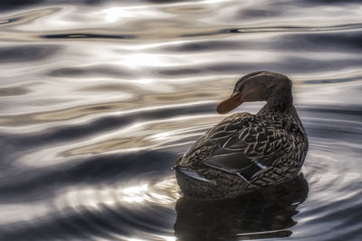 View of duck swimming in lake