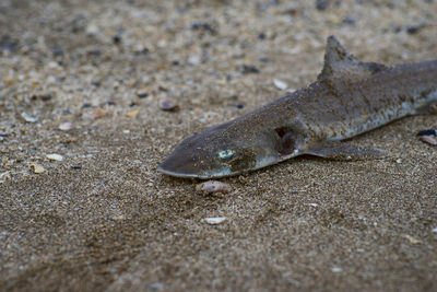 Close-up of fish on beach