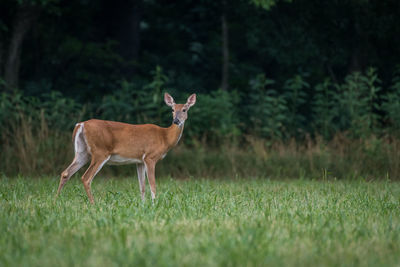 Deer standing on field