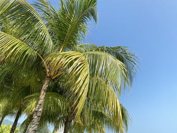 Low angle view of palm tree against clear blue sky