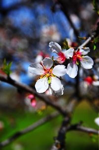 Close-up of apple blossoms in spring