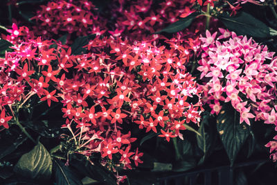 Close-up of pink flowering plants