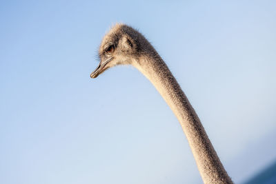 Close up view of wild south african ostrich, cape peninsula national wildlife reserve, south africa