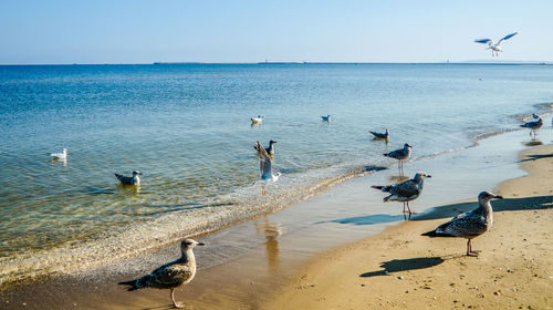 Seagulls on beach