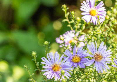Close-up of purple flowering plants