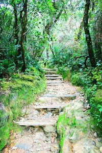 Staircase in forest