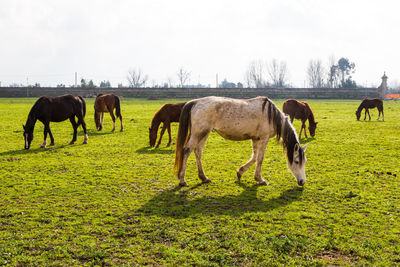 Horses grazing in a field