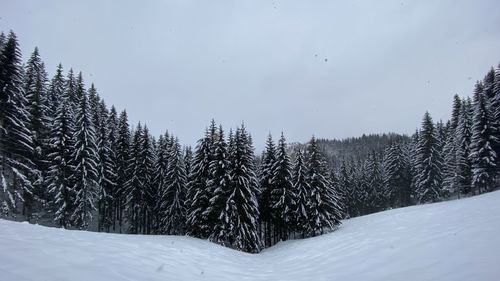 Pine trees on snow covered land against sky