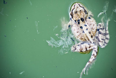 High angle view of turtle swimming in water